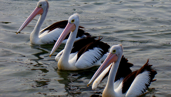 pelicanos
