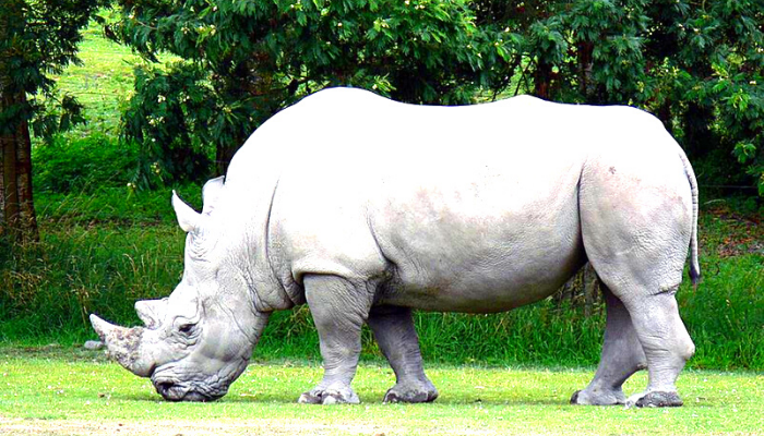 rinoceronte branco