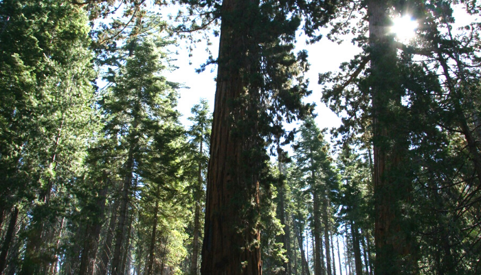 árvores gigantes