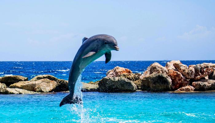 golfinho no mundo animal