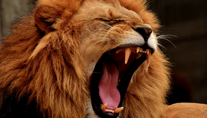 rei leão