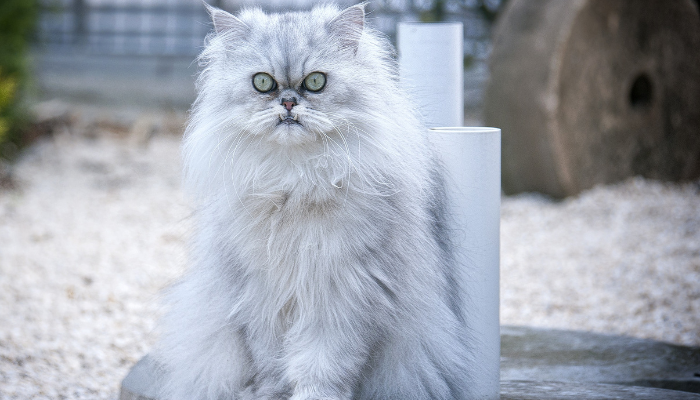 Gato persa: o melhor guia para o seu amigo felino