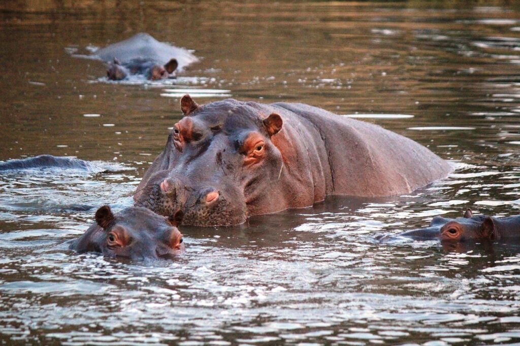 hippopotamus, animals, river-5815535.jpg