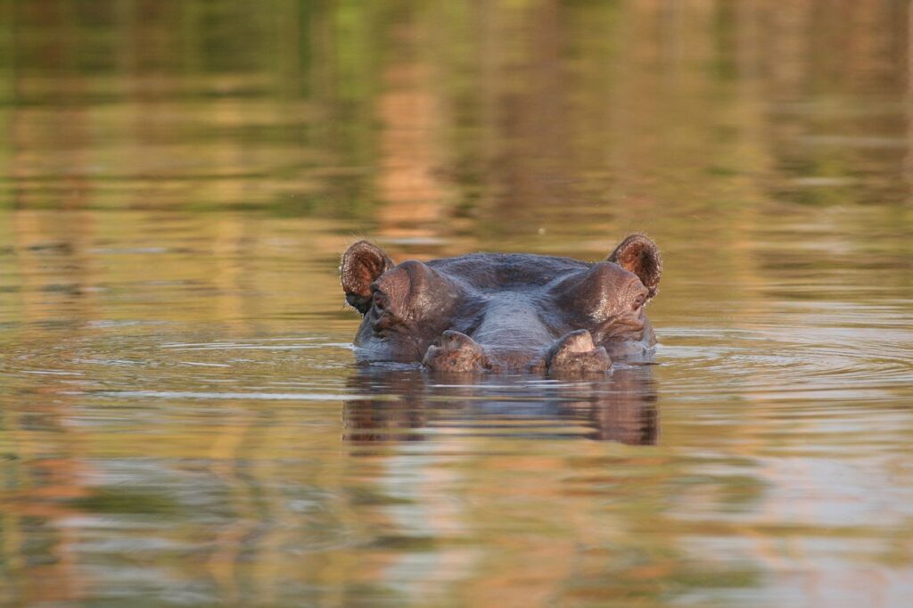 okawango, hippos, africa-4927519.jpg