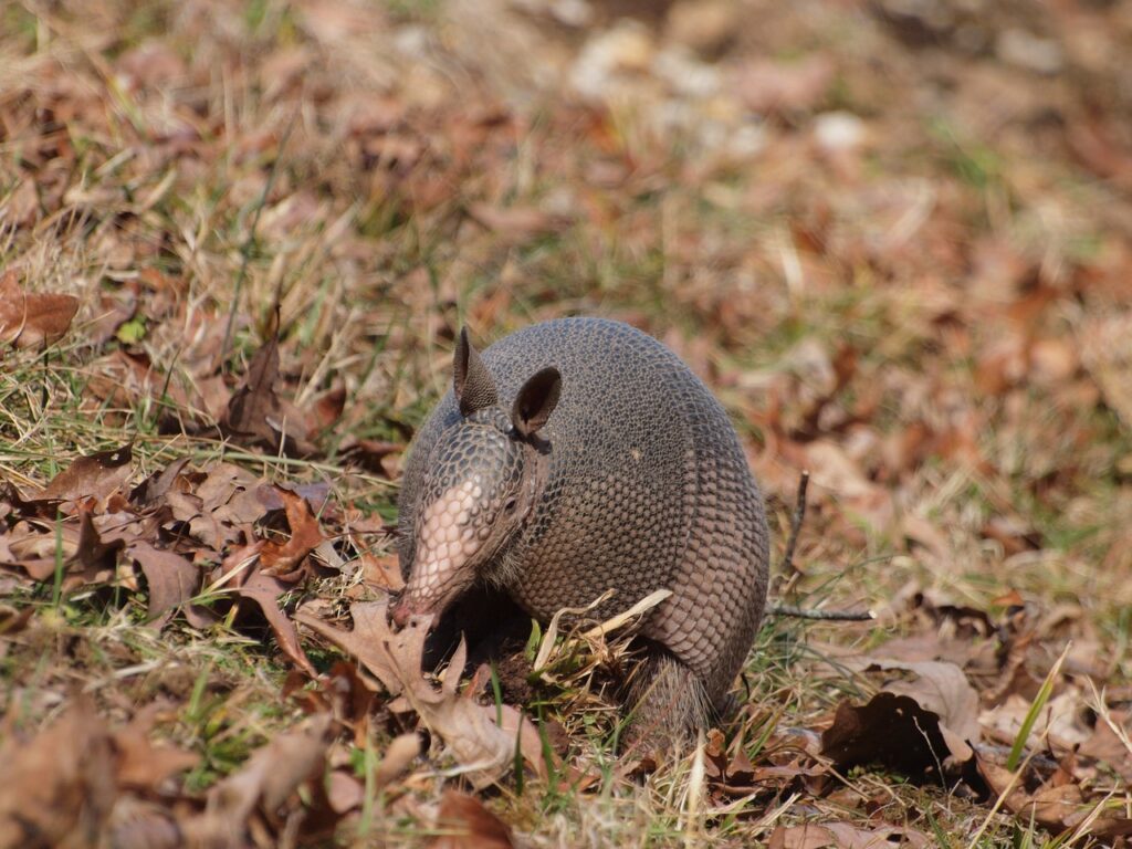 armadillo, natchez, trace