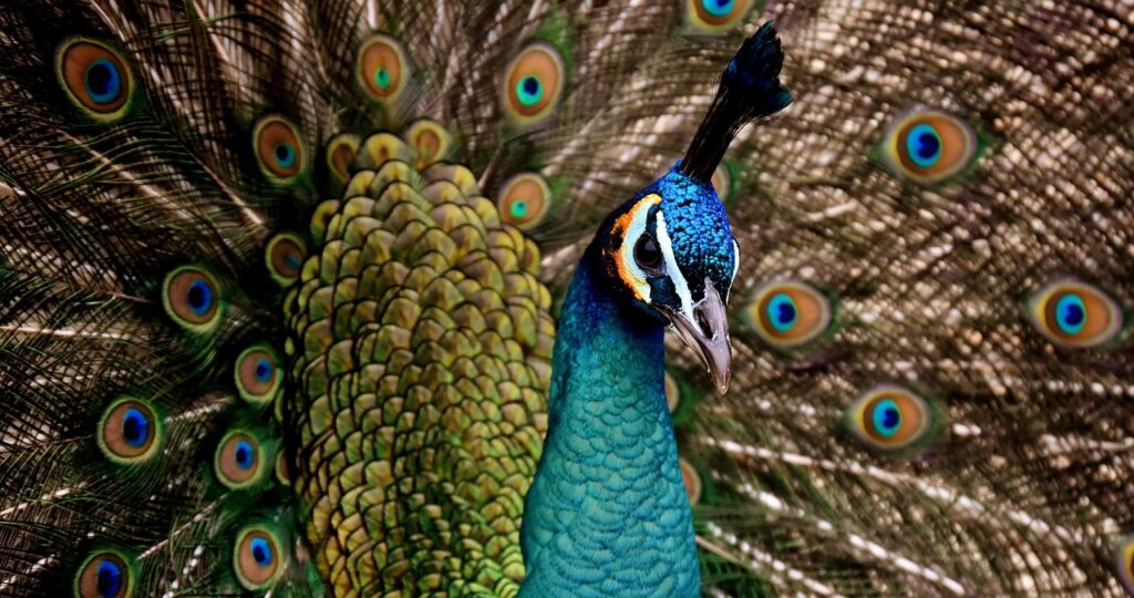 peacock, beautiful, multicoloured