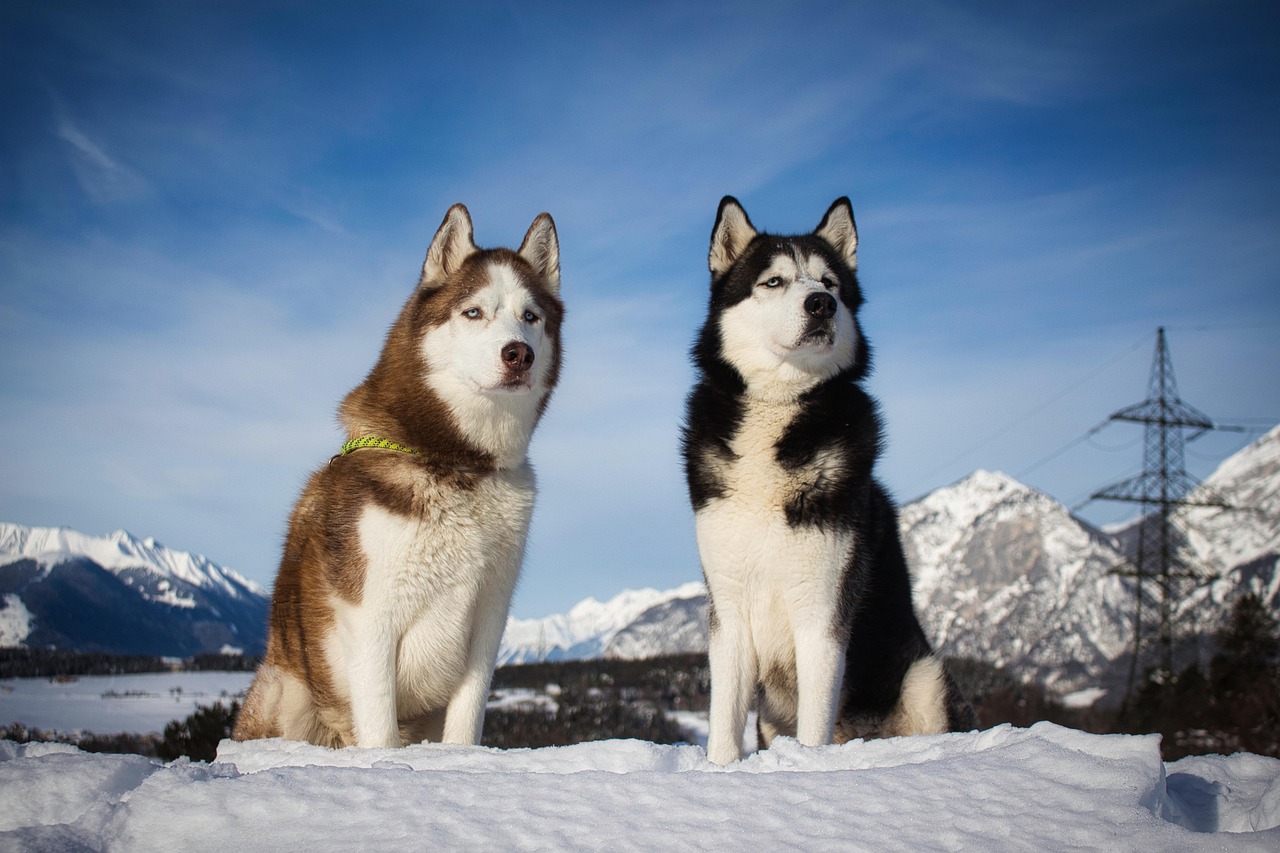Husky Siberiano: Conheça-o em Detalhes | Raça Única - Mundo Animal