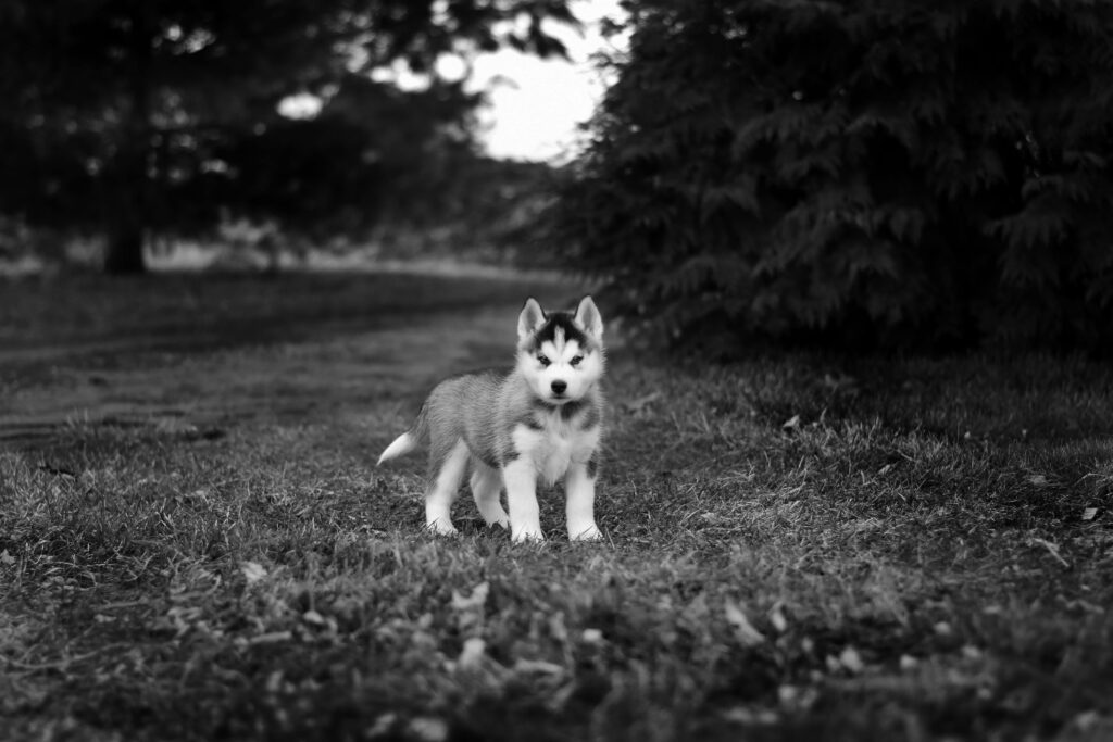 husky siberiano